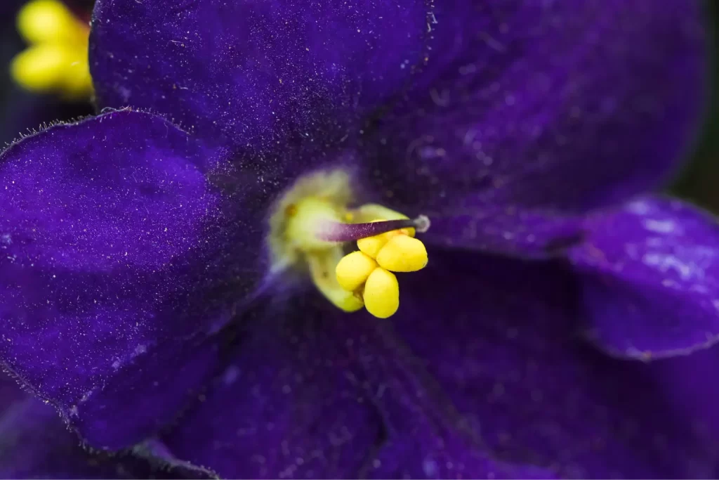 Close-up de uma flor violeta representando a cor da Violeta Genciana